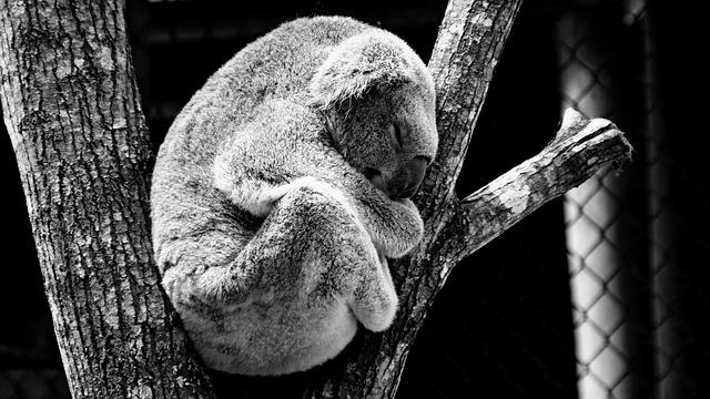 Visum Australie Koala