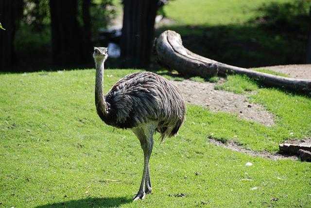 Visum Australie emoe